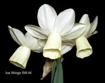 Daffodil Ice Wings 5W-W